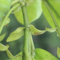 Aporosa latifolia Thwaites
